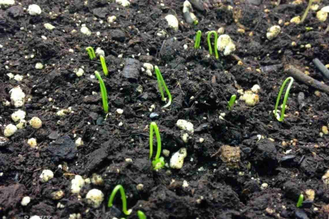 Розсада цибулі-порею - від посіву насіння до висадки в ґрунт