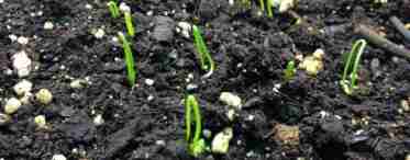 Розсада цибулі-порею - від посіву насіння до висадки в ґрунт