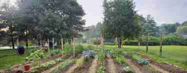 Планування фруктово-ягідного присадибного саду