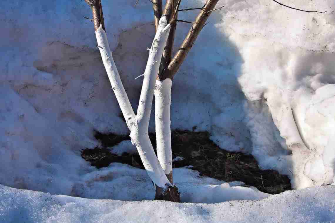 Чи треба утаптувати сніг навколо плодових дерев?