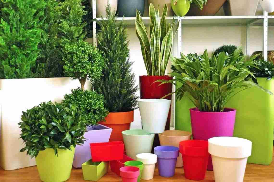 Підбір кімнатних рослин, які підходять до умов у вашому домі