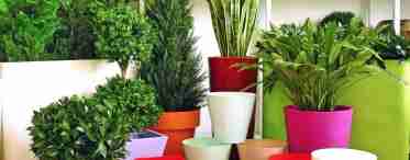 Підбір кімнатних рослин, які підходять до умов у вашому домі