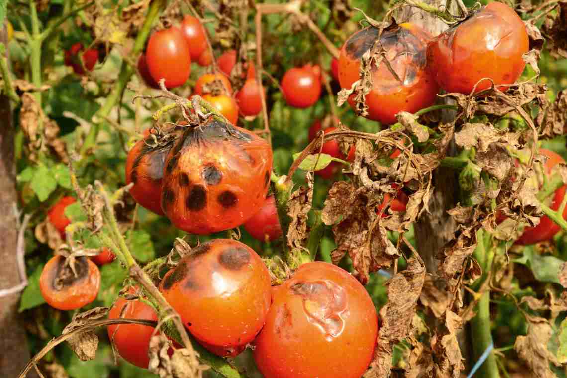 Фітофтороз томатів. Профілактика та заходи боротьби