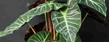 5 найефектніших кімнатних рослин з великим листям