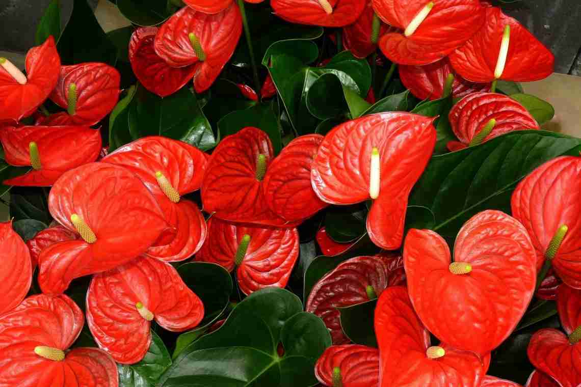 5 найяскравіших кімнатних рослин, які цвітуть все літо