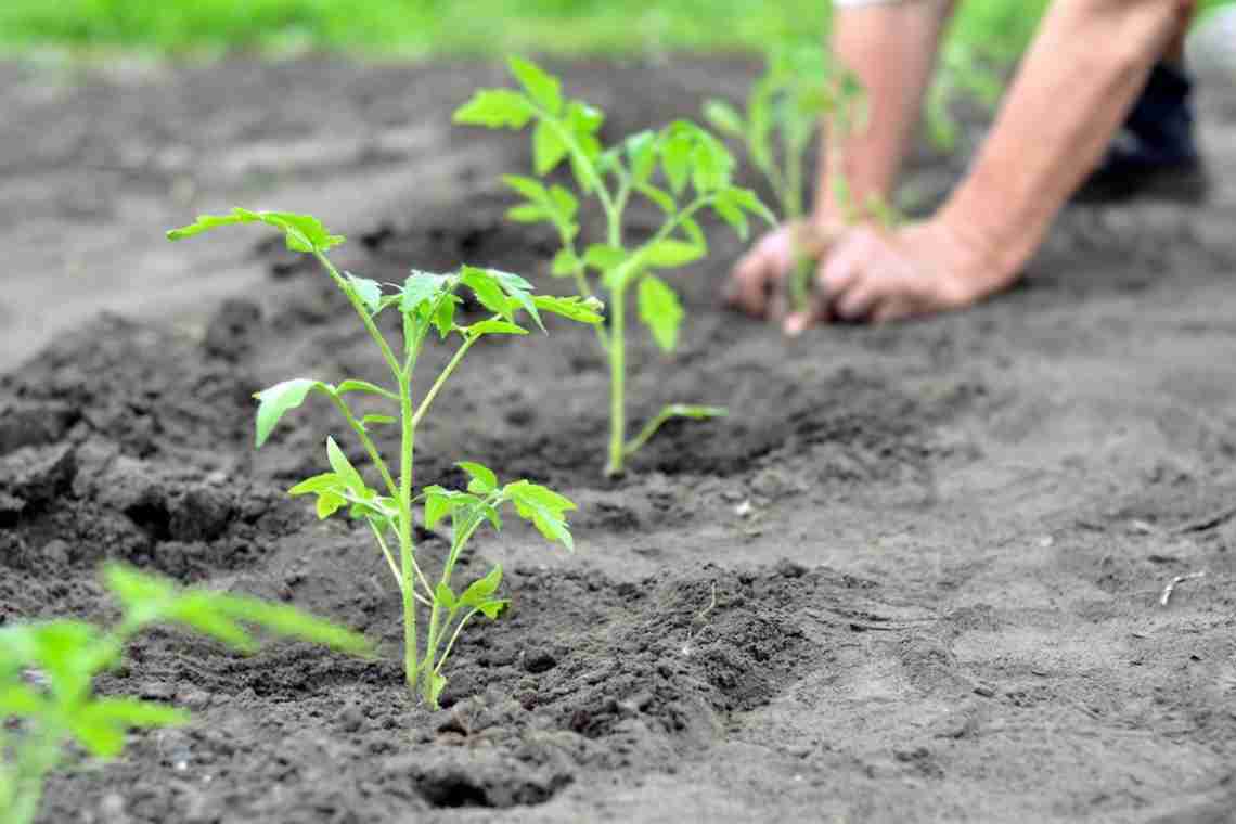 Агротехніка висадки розсади томата