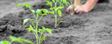 Агротехніка висадки розсади томата