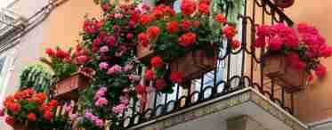 Квіти для балконів і лоджій 