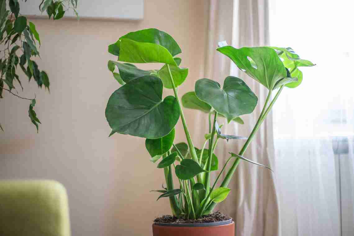 5 найсуворіших кімнатних рослин