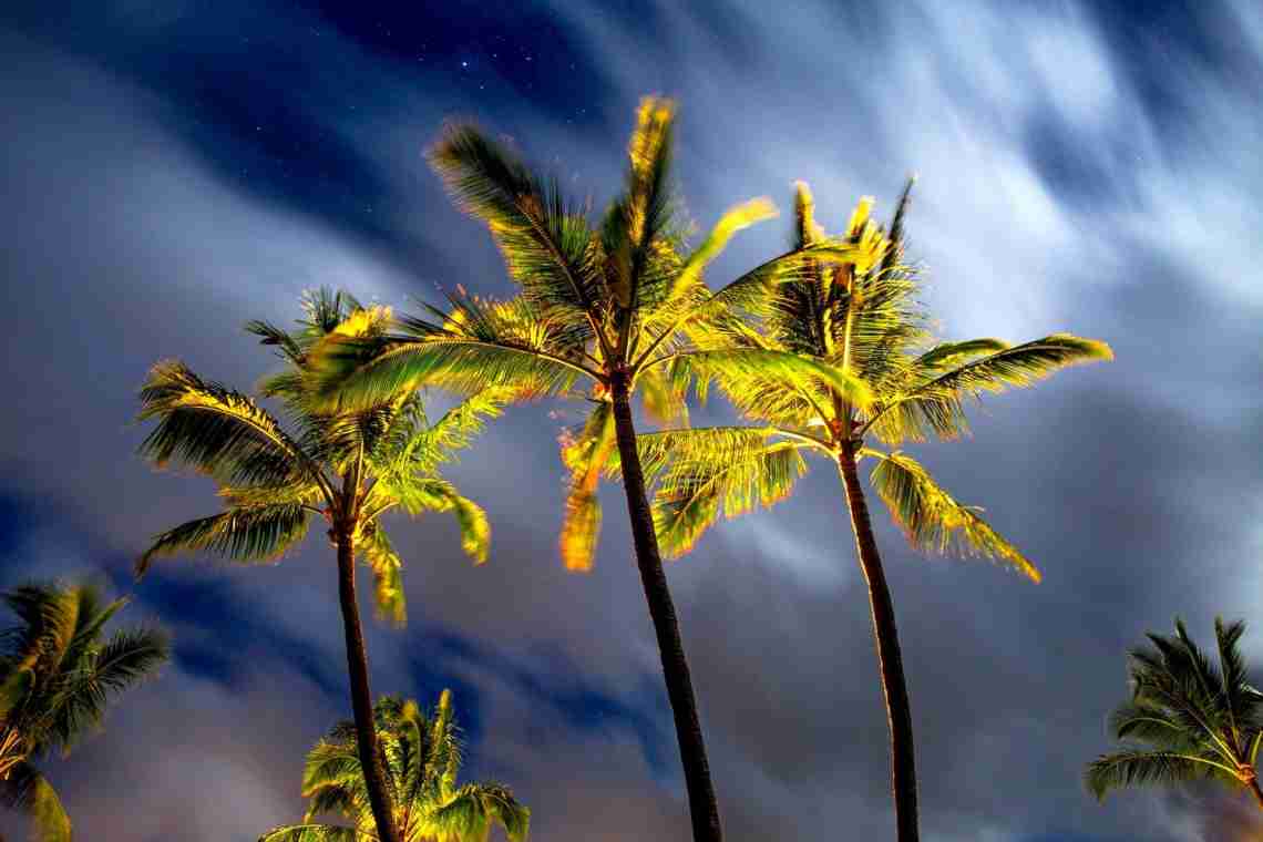 Життя під пальмами