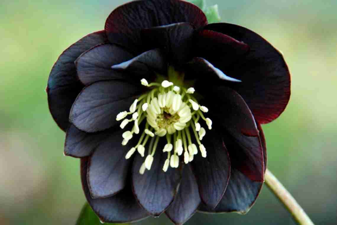 Кращі рослини з чорними квітками та листям