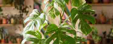 5 найяскравіших кімнатних рослин зі тропіків