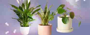 8 кращих кімнатних рослин-фільтрів