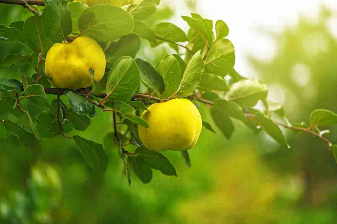 Айва - гарне дерево, смачні та корисні плоди