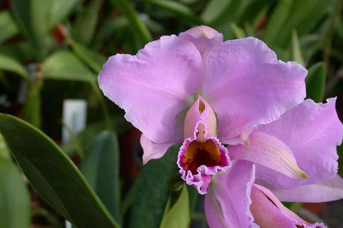 Фаворитка орхідей - каттлея