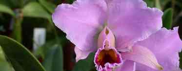 Фаворитка орхідей - каттлея