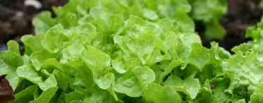 7 видів салату для вашого саду
