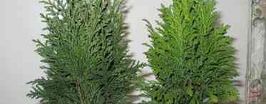 Кипарисовик - найкраща хвойна рослина для очищення повітря в кімнатах