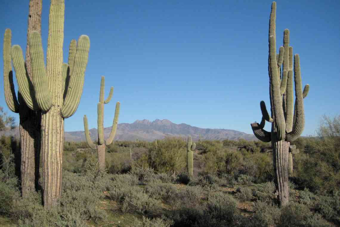 Кактус Сагуаро - живий монумент пустелі.