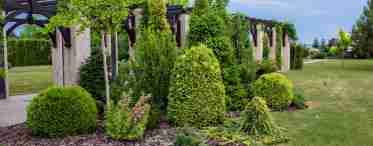 Міні-групи з дерев і чагарників у дизайні садка
