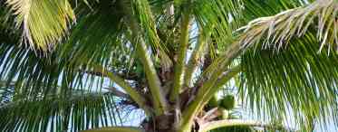 Справжні кокосові пальми - одні з найбільш примхливих