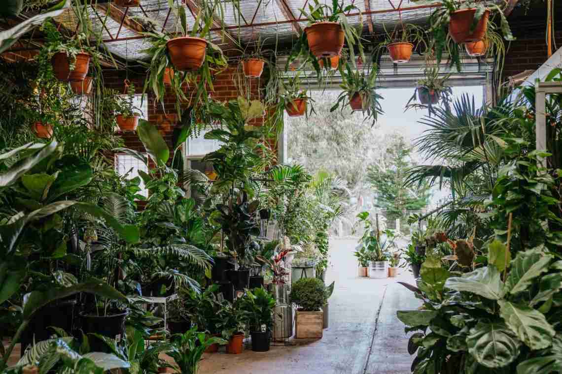 Аромати цілий рік: запашні рослини для кімнат і зимових садів