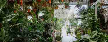 Аромати цілий рік: запашні рослини для кімнат і зимових садів