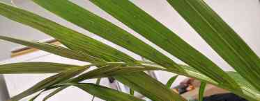 Латання - примхлива оксамитова пальма