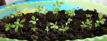 Як виростити дейцію з насіння?