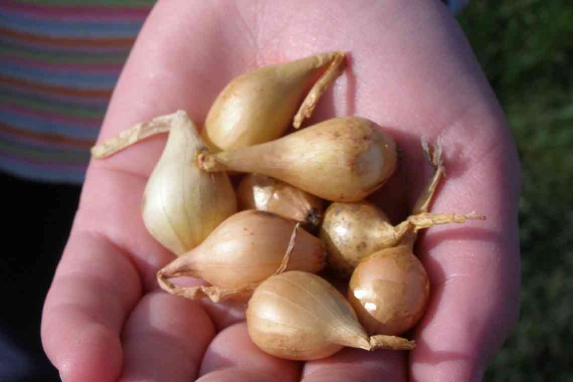 Як виростити цибулю-ріпку із насіння