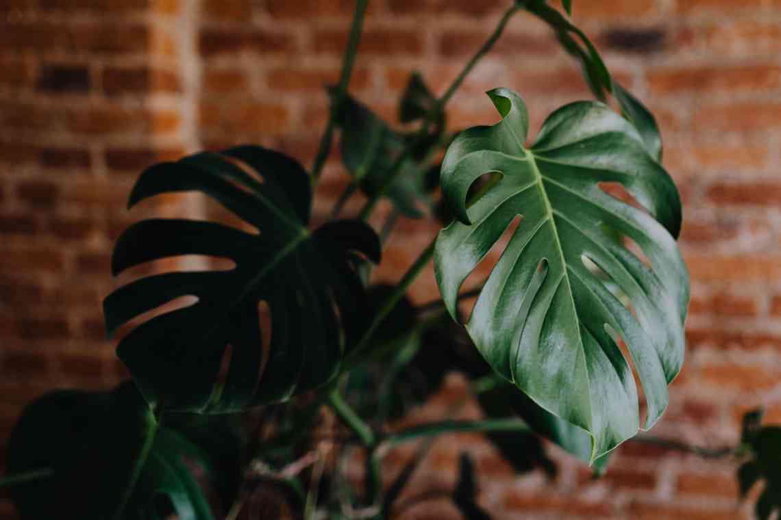 6 найефектніших кімнатних рослин з багатоколірним листям