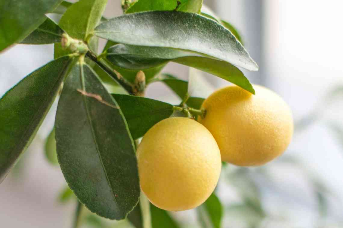 Лимонні рослини