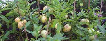 Пепіно: особливості вирощування та розмноження