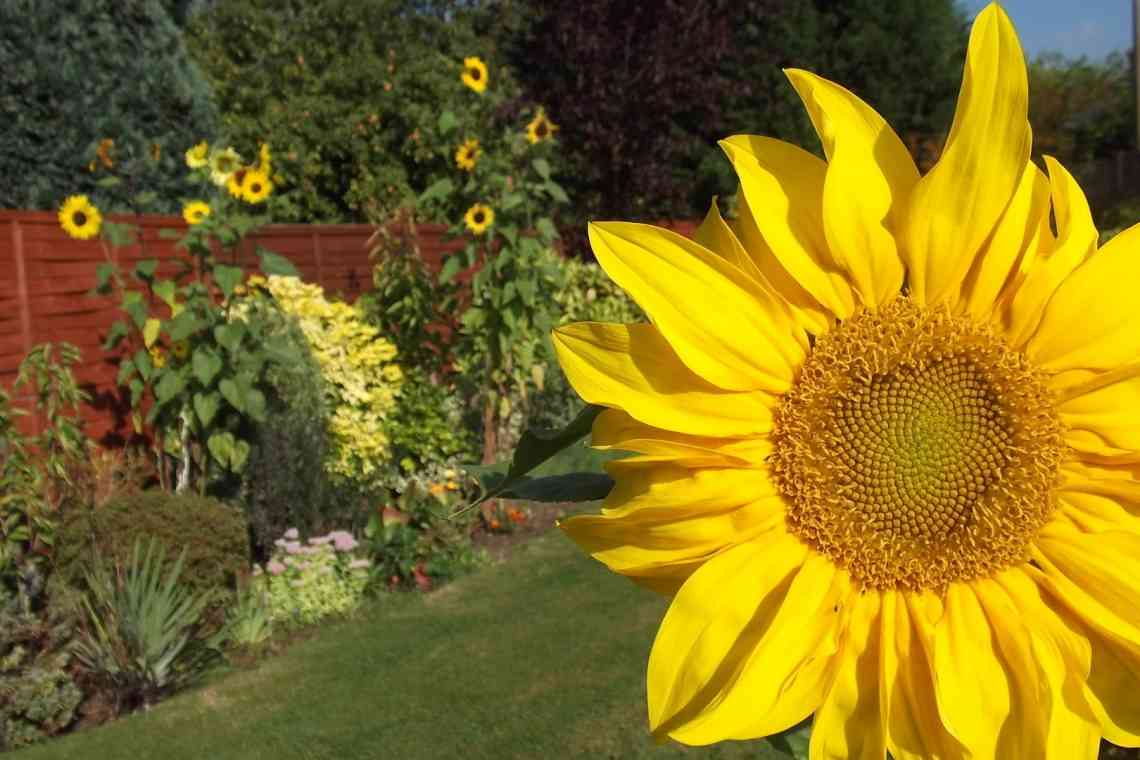 10 способів використання соняшнику в оформленні саду