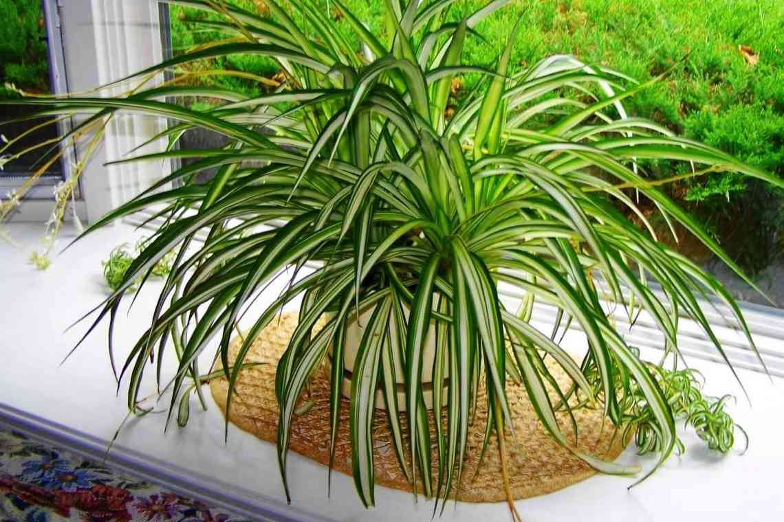 Хлорофітум - кімнатна рослина, яка повинна бути в кожному будинку