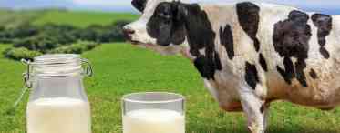 Коров'яче молоко: склад і властивості. Склад коров'ячого молока - таблиця