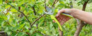 Чи потрібно перекопувати пристовбурні кола плодових дерев?