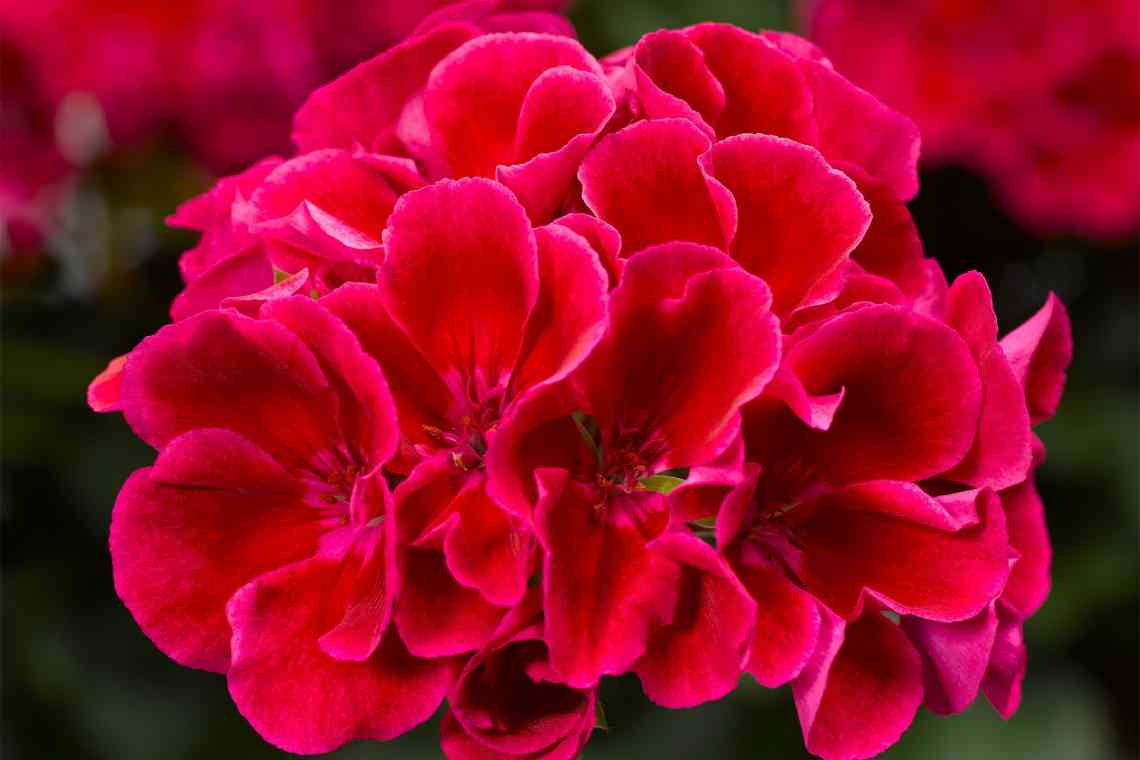 Пеларгония - самая выносливая из красивоцветущих.