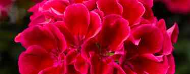 Пеларгония - самая выносливая из красивоцветущих.