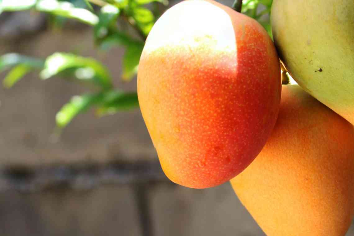 Манго (фрукт): короткий опис і фото. Де росте манго? Корисний вплив на організм і шкоду манго