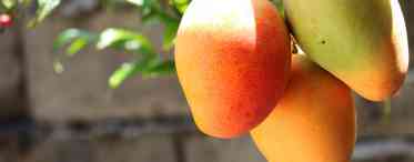 Манго (фрукт): короткий опис і фото. Де росте манго? Корисний вплив на організм і шкоду манго