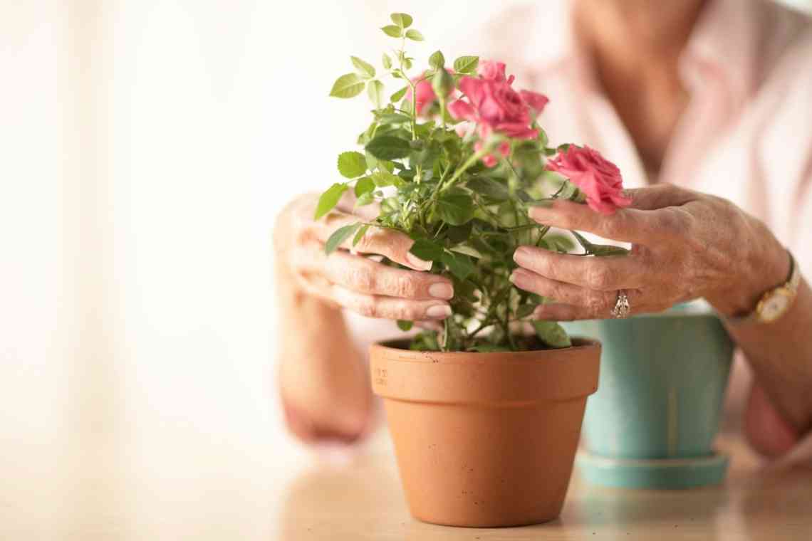 10 секретів вирощування кімнатних троянд