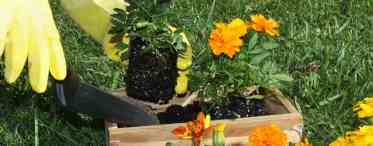 Час садити алярій - вибір місця, сортів і партнерів для декоративних луків