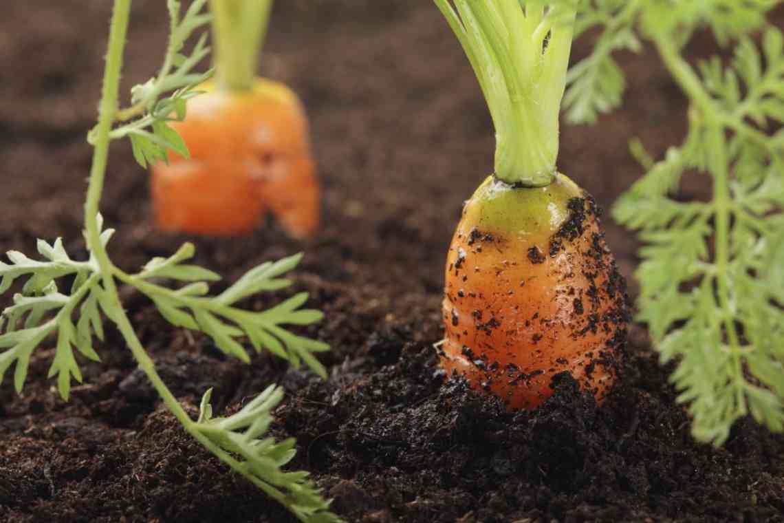 Вирощуємо моркву