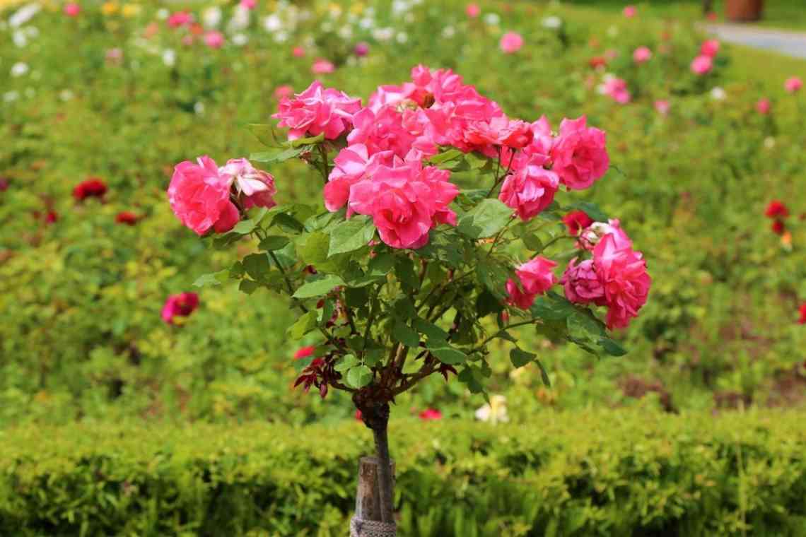 Штамбова троянда - як вибрати, посадити і доглядати