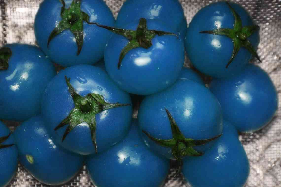 Сині помідори, або анто-томати - екзотичні і дуже корисні