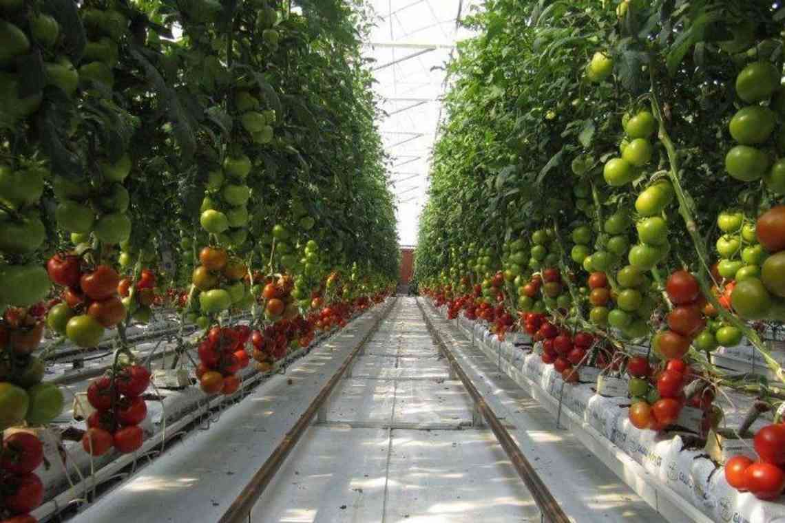 Як досягти високого врожаю томатів при вирощуванні в теплицях?