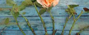 Базові правила розмноження троянд черенками влітку і взимку