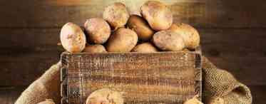 Картопля і жито: чергування культур