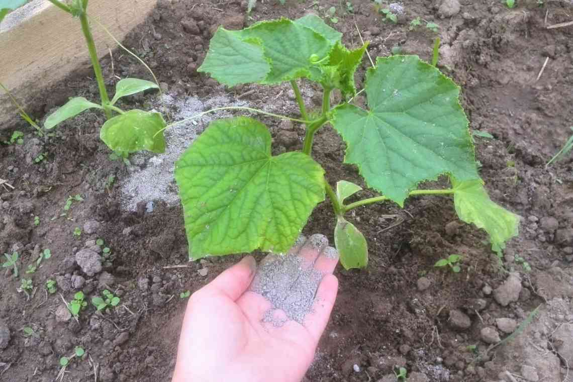 10 важливих правил вирощування огірків у відкритому ґрунті